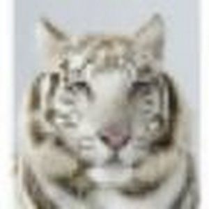 Meet your Posher, Bobae